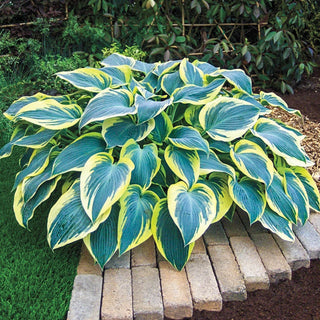 First Frost Hosta