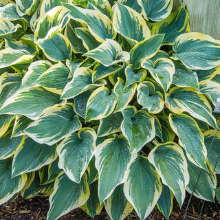 First Frost Hosta