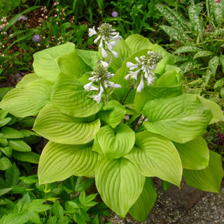 Fried Bananas Hosta