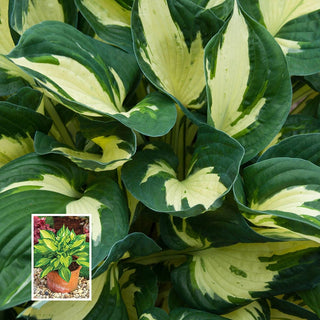 Colored Hulk Hosta