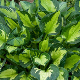 Colored Hulk Hosta