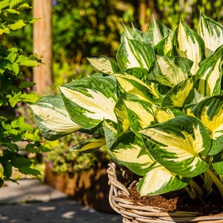 Colored Hulk Hosta