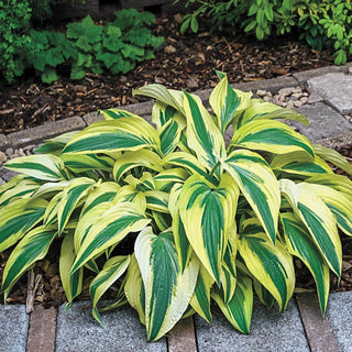 Lakeside Dragon Fly Hosta