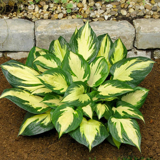 Morning Star Hosta