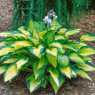 Pauls Glory Hosta