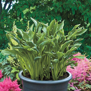 Praying Hands Hosta