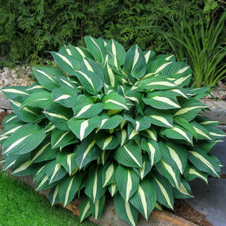 Risky Business Hosta