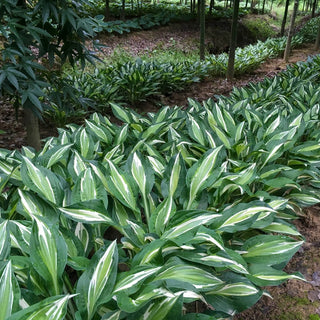 Snake Eyes Hosta