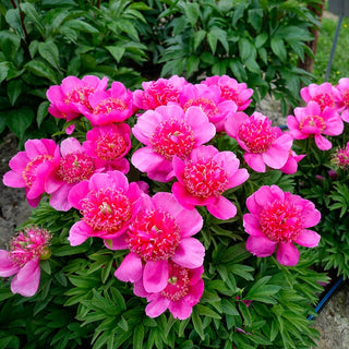 Officinalis Anemoniflora Rosea Peony