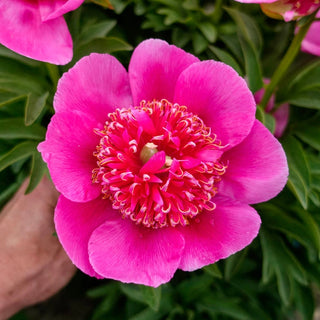 Officinalis Anemoniflora Rosea Peony