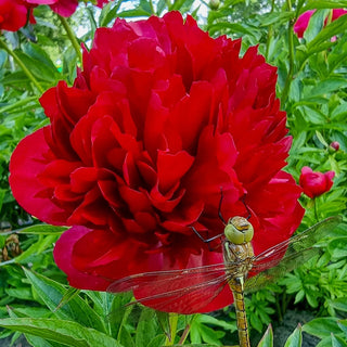 Eliza Lundy Peony