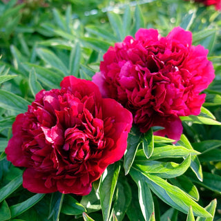 Eliza Lundy Peony