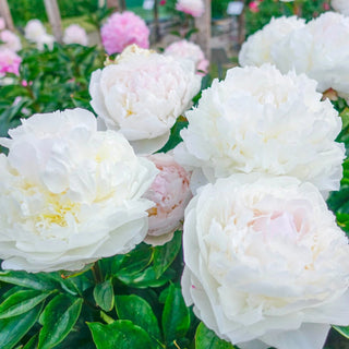 Blush Queen Peony