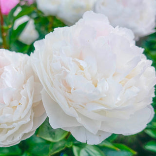 Blush Queen Peony