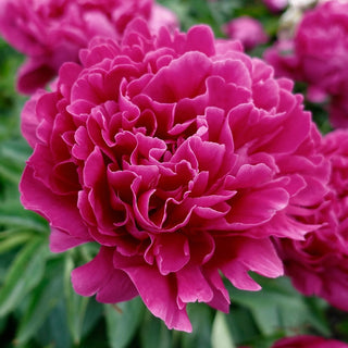 Victoire De La Marne Peony