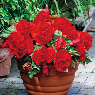 Red Superba Begonia