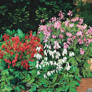 Reblooming Fernleaf Bleeding Heart Mixture Super Sak