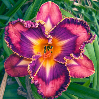 Total Spectrum Daylily