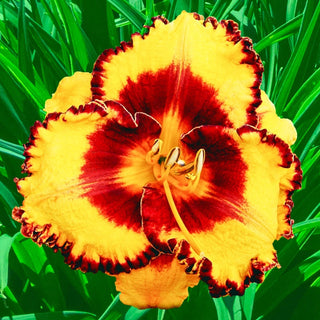 Disco Music Reblooming Daylily