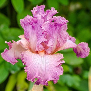 Social Graces Bearded Iris