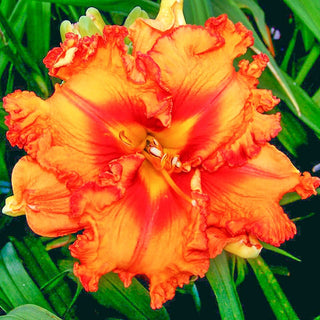 Joviality Reblooming Daylily