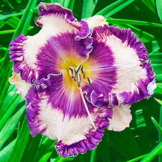 Hanalei Bay Reblooming Daylily