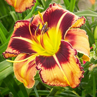 Bee Dance Reblooming Daylily