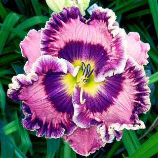 Born In California Reblooming Daylily