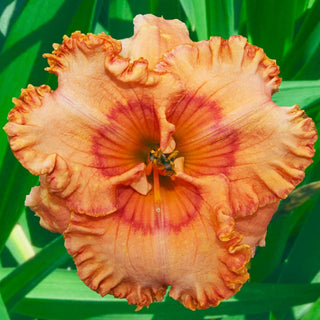 Mandolin Reblooming Daylily