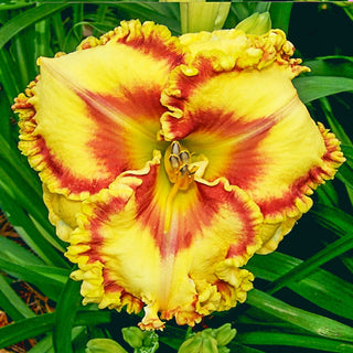 Buntyns Hot Diggity Dog Reblooming Daylily