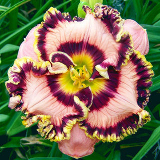 Vegas Jackpot Reblooming Daylily