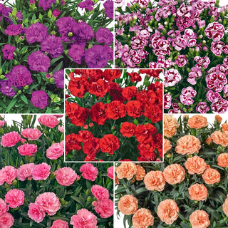 Carnation Fragrant Collection