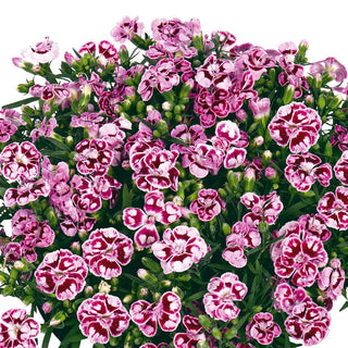 Carnation Fragrant Collection