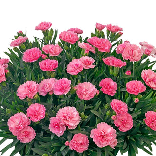 Carnation Fragrant Collection