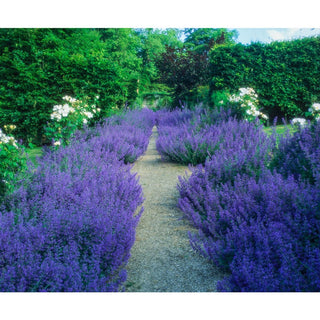 Six Hills Giant Catmint