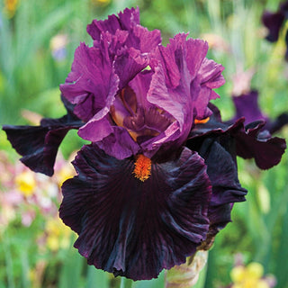 Fiery Temper Bearded Iris