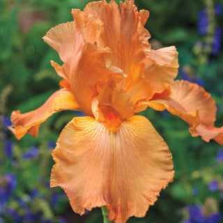 Many Mahalos Reblooming Bearded Iris