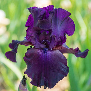 Superstition Bearded Iris