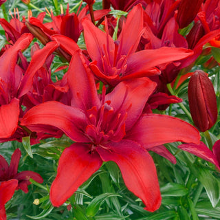 Asiatic Lily Red Twin