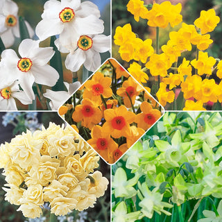 Most Fragrant Daffodil Collection 1