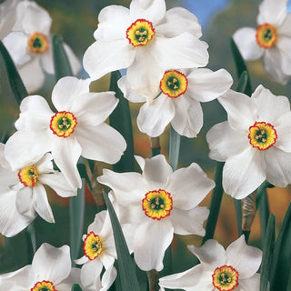 Most Fragrant Daffodil Collection 1