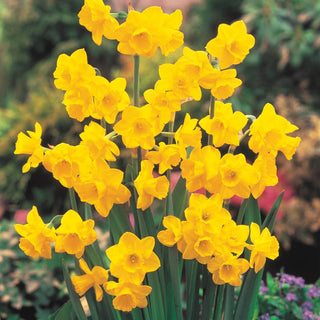 Most Fragrant Daffodil Collection 1