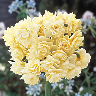 Most Fragrant Daffodil Collection 1