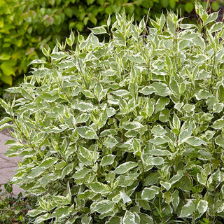 Variegated Red Twig Dogwood Hedge