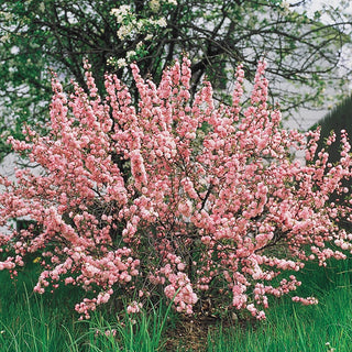 Flowering Almond Hedge