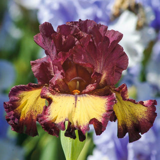 Blood Moon Bearded Iris