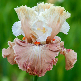 Champagne And Strawberries Bearded Iris