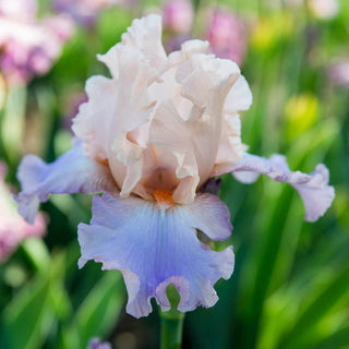 Chasing Rainbows Bearded Iris