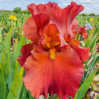 Lest We Forget Reblooming Bearded Iris