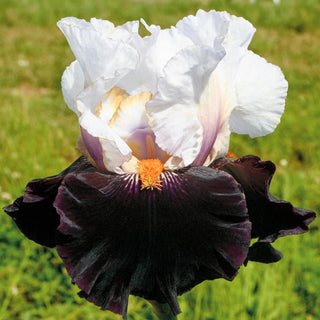 Main Street Bearded Iris